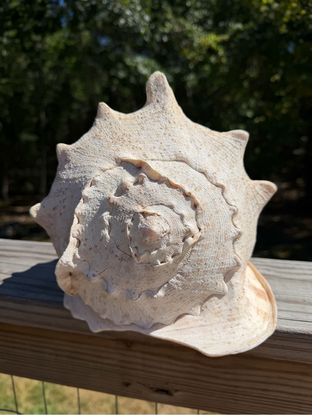 10+” Large | Cassis tuberosa | King Helmet